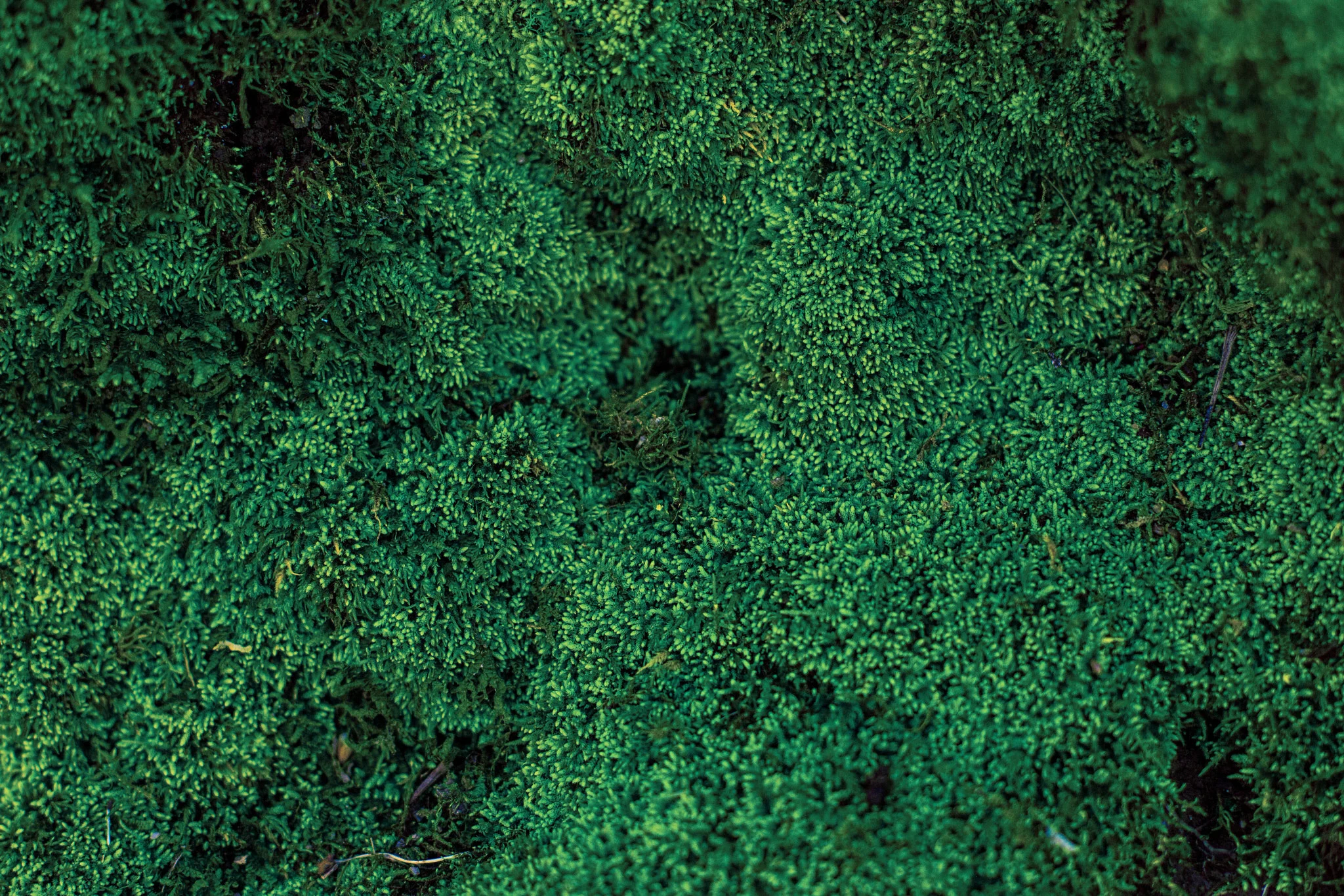 Background image of moss