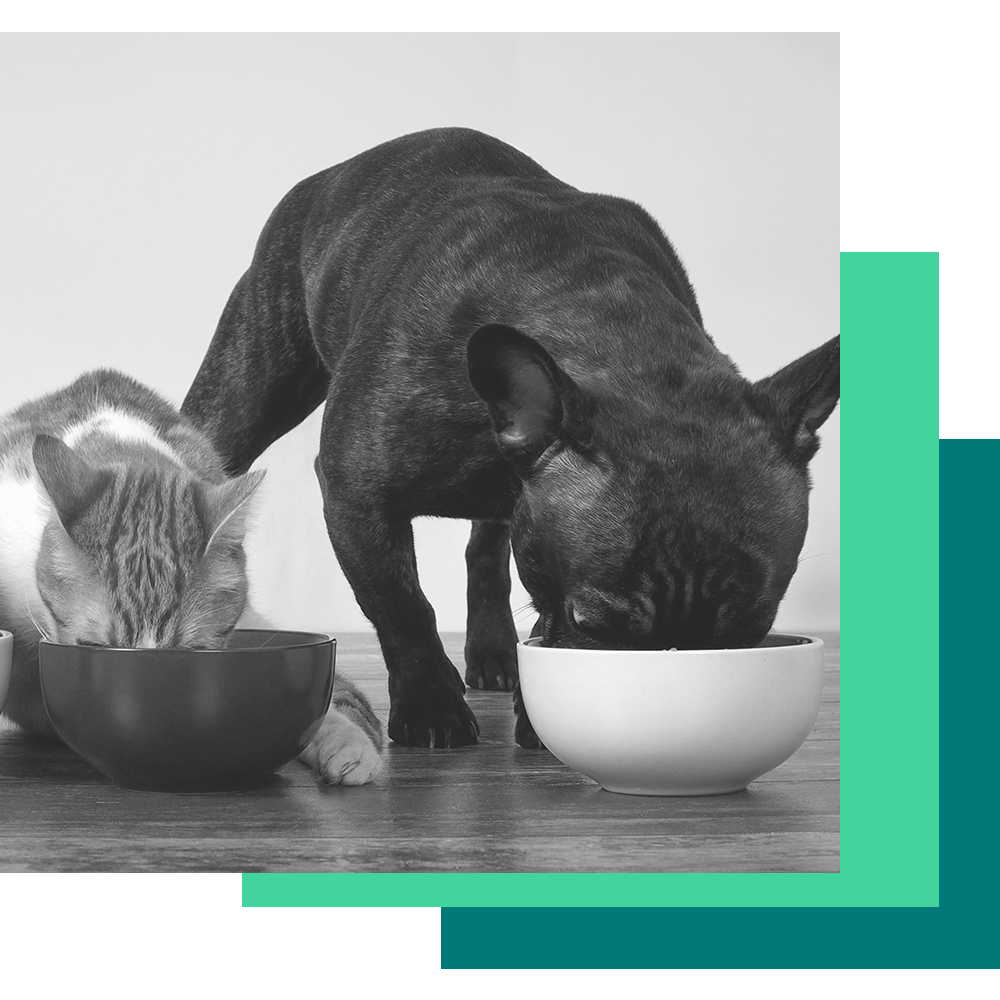 A dog and a cat are eating out of their food bowls